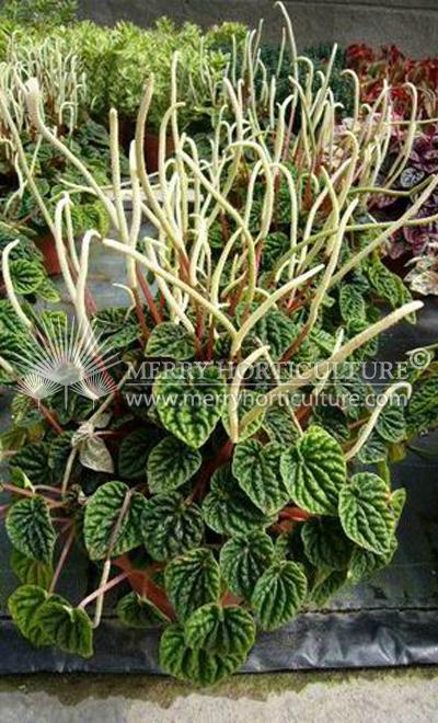 Peperomia caperata 'Alesi'